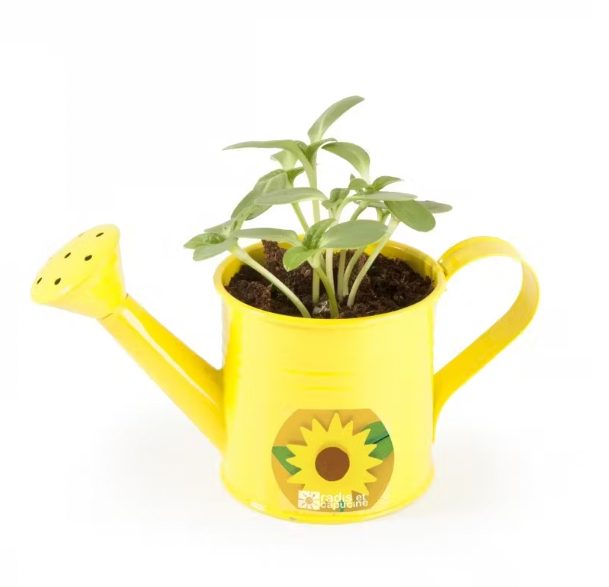 Mini Arrosoir jaune et Tournesol à semer-Radis et capucine-Super Châtaigne-Cuisine et Jardinage : Product type