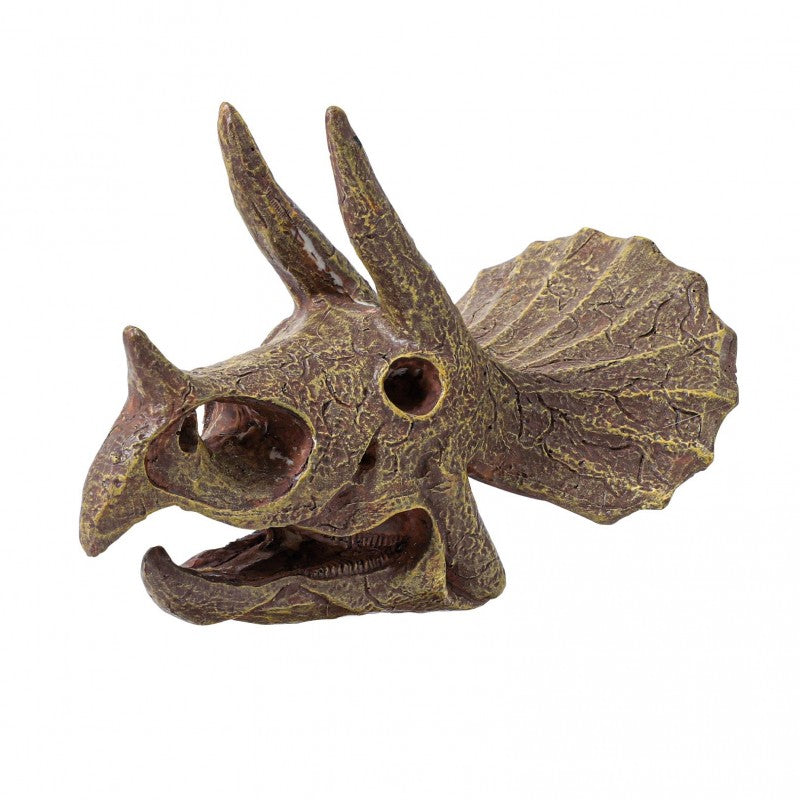 Museum Skull Tricératops-Buki-Super Châtaigne-Jeux éducatifs : Product type