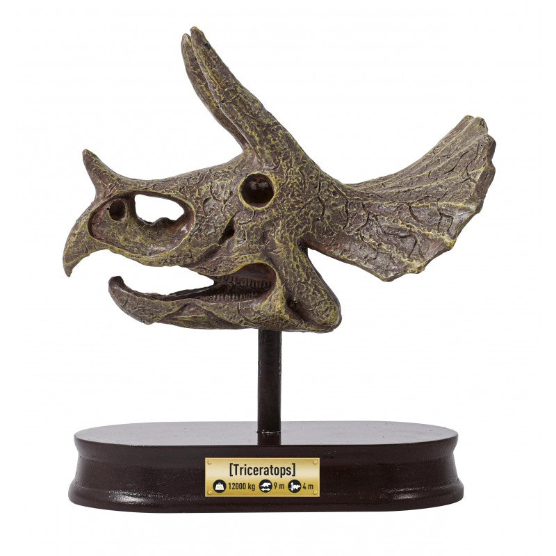 Museum Skull Tricératops-Buki-Super Châtaigne-Jeux éducatifs : Product type