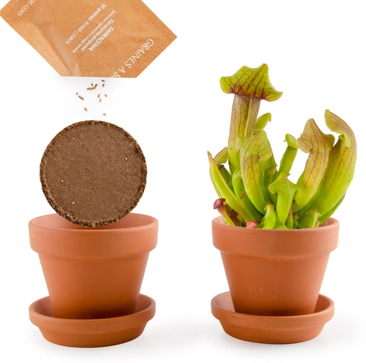 Plante carnivore à faire pousser !-Radis et capucine-Super Châtaigne-Cuisine et Jardinage : Product type