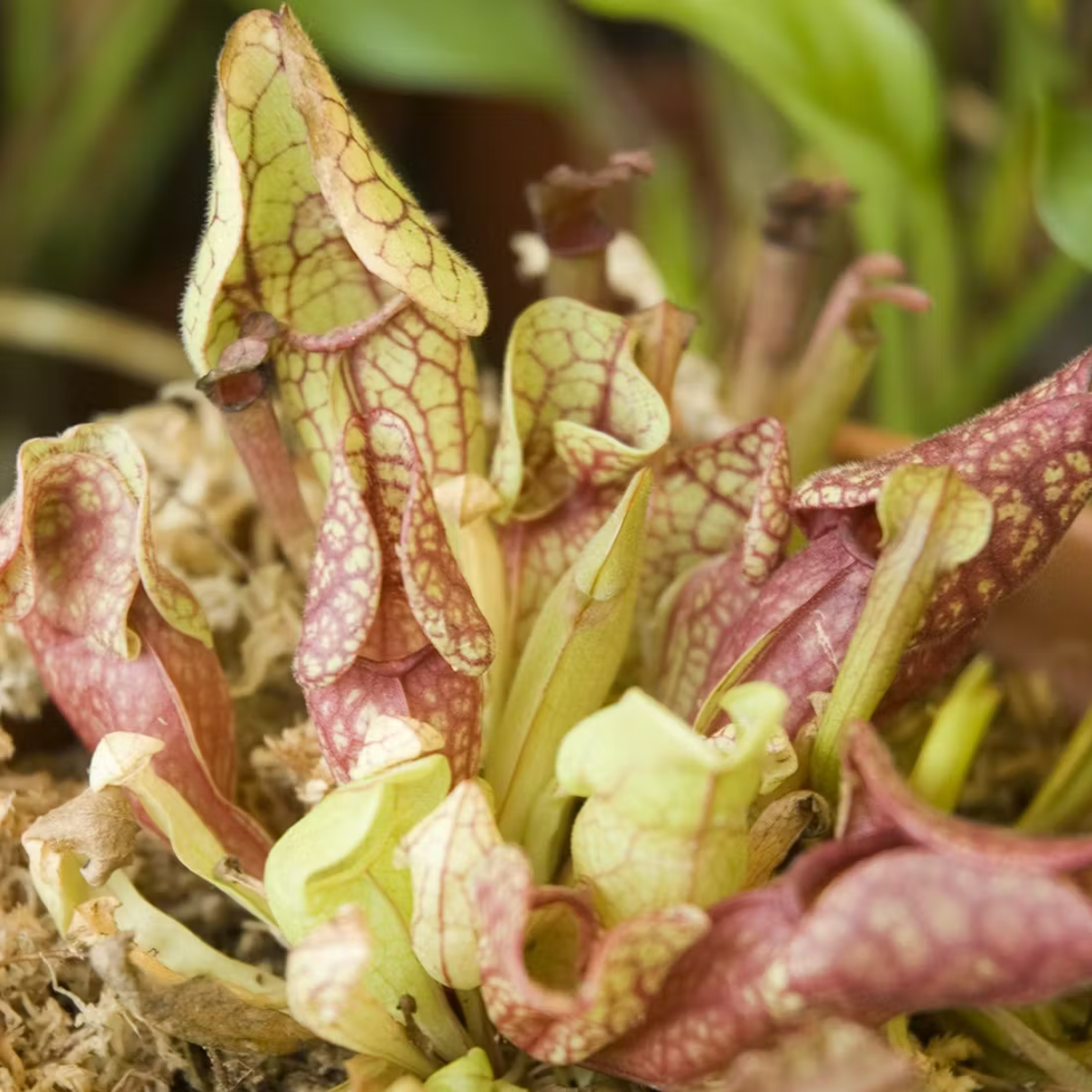 Plante carnivore à faire pousser !-Radis et capucine-Super Châtaigne-Cuisine et Jardinage : Product type