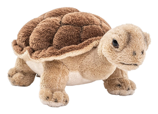 Tortue